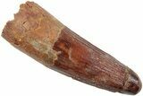 Fossil Spinosaurus Tooth - Real Dinosaur Tooth #234330-1